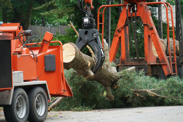 Tree Root Removal in Boyne City, MI